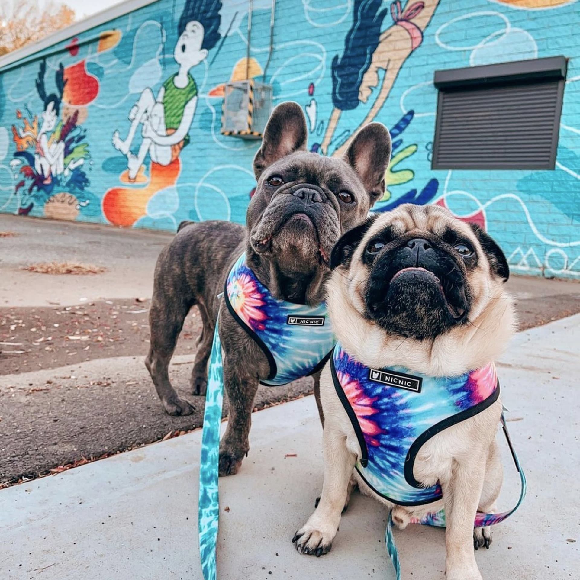 What Is The Best Harness For A Pug