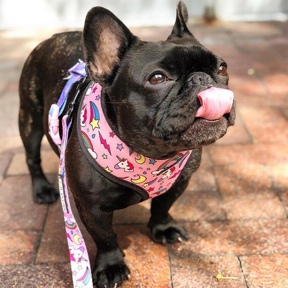 frenchie unicorn harness