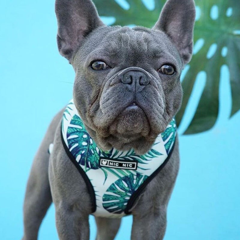 frenchie reversible harness