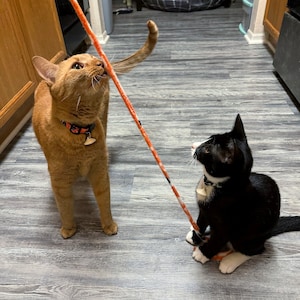 Cute cat teaser cat wand fleece ribbon cat toys Fishing Pole for Cats Catnip cat toy wooden pole for cat catnip toys