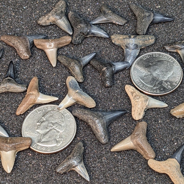 5 Large (3/4 to 1 Inch) Whole Fossil Lemon Shark Teeth