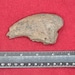 see more listings in the Fossils section