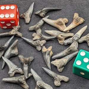 May include: A collection of fossilized shark teeth, some with a gray color and others with a white color, are scattered on a gray fabric surface. A red die with white dots and a green die with white dots are also on the surface.