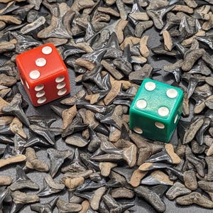 25 Grade A Small (< 1/2 Inch) Whole Fossil Shark Teeth