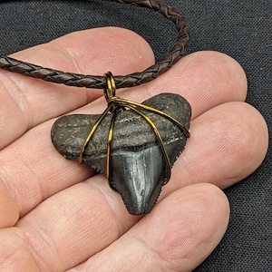 Approx. 1 1/2 Inch Megalodon Pendant Necklace