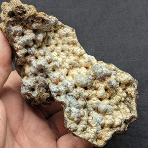 Agatized Coral Specimen Botryoidal