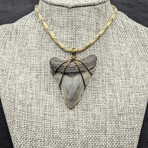 Large 2 1/4 Inch Megalodon Pendant Necklace