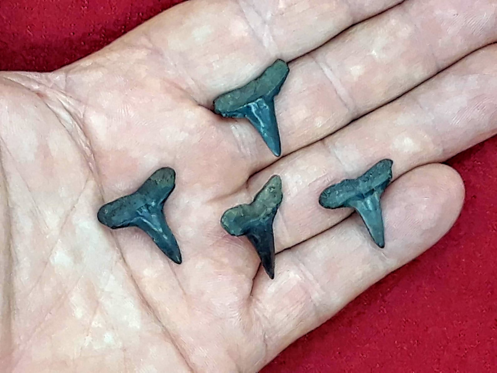 4 Large Fossil Lemon Shark Teeth in a Floating Frame Display Etsy