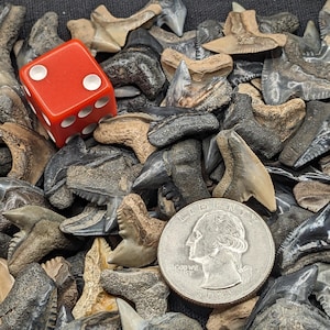 Set of 3 Large (3/4 - 1 inch) Fossil Tiger Shark Teeth