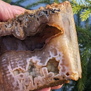 Polished Agatized Coral Geode, Botryoidal and Druzy AC571 image 5