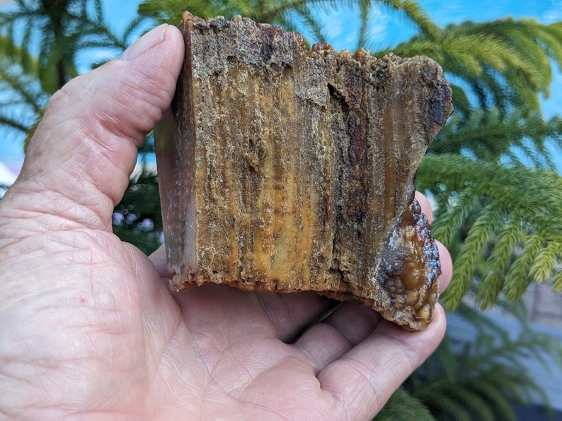 Polished Agatized Coral Geode, Botryoidal and Druzy AC571 image 8