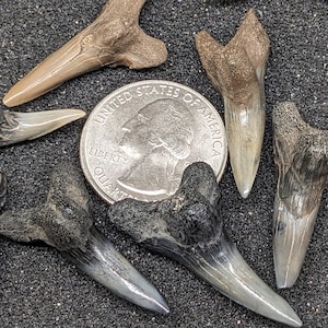 Extra Large (&gt; 1 Inch) Hemipristis (Snaggletooth) Fossil Shark Lower Tooth