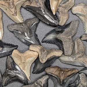 May include: A collection of fossilized shark teeth, showcasing a variety of shapes and colors. The teeth range from light tan to dark gray and black, with visible serrated edges. The arrangement is scattered on a gray surface.