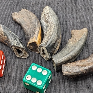 Fossil Ice Age Horse Incisor Teeth