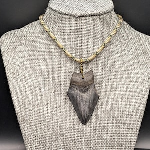 2 1/4 Inch Partial Megalodon Tooth Pendant Necklace