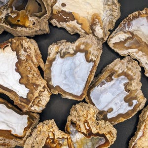 May include: A collection of irregular agate slices featuring white, translucent centers surrounded by concentric bands of brown and tan. The outer edges of these mineral specimens are rough, textured, and earthy, contrasting with the smooth, polished, and crystalline appearance of the interior sections.