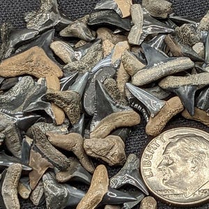 25 Grade A Small Whole Fossil Shark Teeth