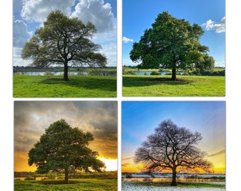 Op de afbeelding: Een collage van vier afbeeldingen die dezelfde boom in verschillende seizoenen laten zien. De eerste afbeelding toont de boom in de lente met groene bladeren en een blauwe lucht met witte wolken. De tweede afbeelding toont de boom in de zomer met weelderig groen en een helderblauwe lucht. De derde afbeelding toont de boom in de herfst met oranje en gele bladeren en een bewolkte lucht. De vierde afbeelding toont de boom in de winter met kale takken en een besneeuwde grond.