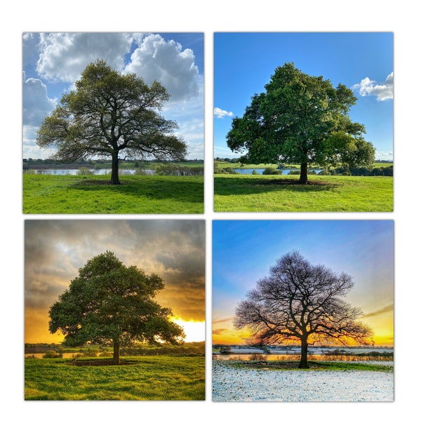 Chêne simple - lot de 4 photos - quatre saisons - arbre solitaire - tirages photo - art mural arbres - printemps été automne hiver - 4 saisons - chêne