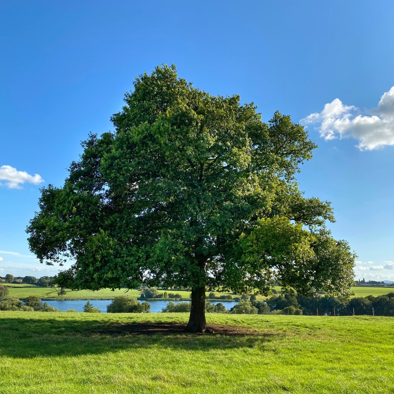 Single Oak Tree 4 Photo Set Four Seasons Lone Tree Photo Prints Wall ...