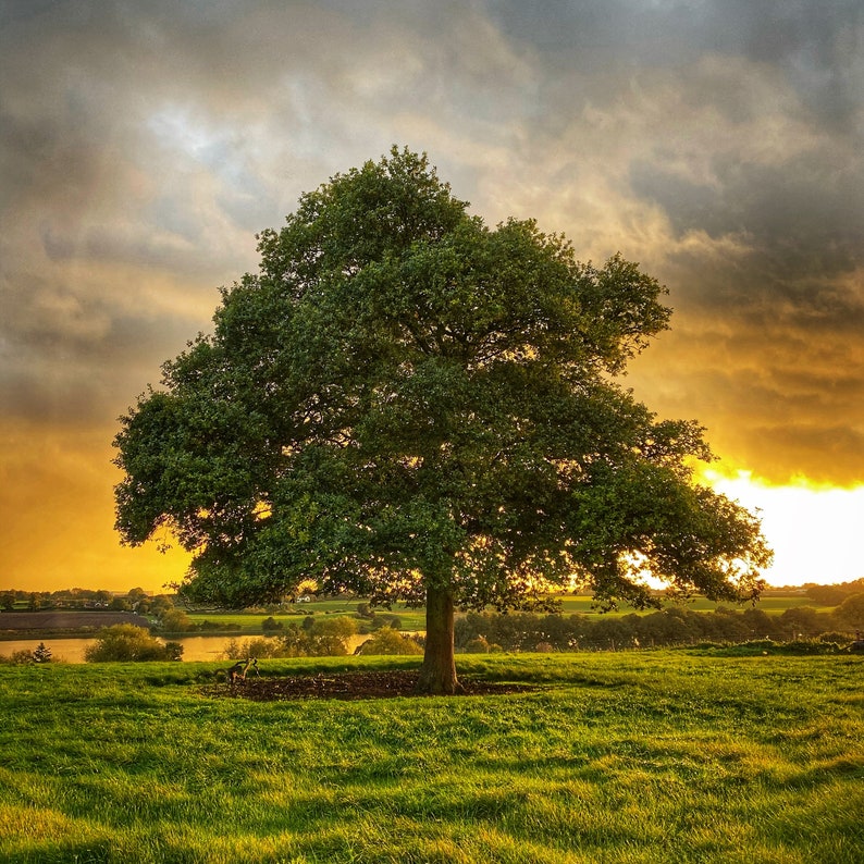 Single Oak Tree 4 Photo Set Four Seasons Lone Tree Photo Prints Wall ...