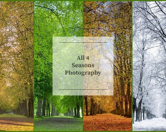 Op de afbeelding: Een collage van vier afbeeldingen die hetzelfde pad door een bos in elk van de vier seizoenen laten zien. De afbeeldingen tonen het pad in de herfst met gele bladeren, in de lente met groene bladeren, in de zomer met weelderig groen en in de winter met met sneeuw bedekte bomen. De tekst "All 4 Seasons Photography" is over de afbeeldingen gelegd.