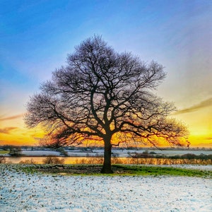 Single Oak Tree 4 Photo Set Four Seasons Lone Tree Photo Prints Wall ...