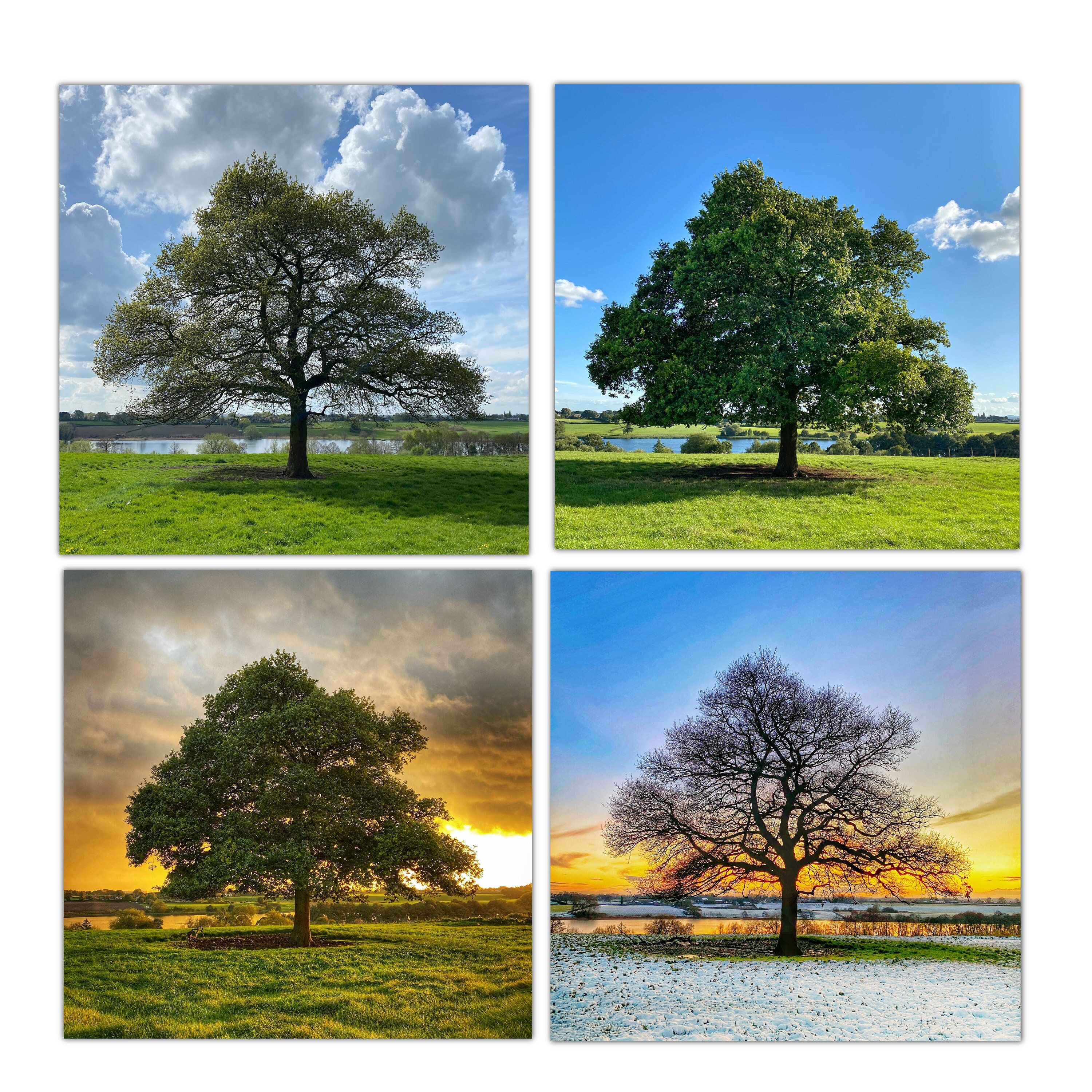 4 Seasons Oak Tree - Etsy