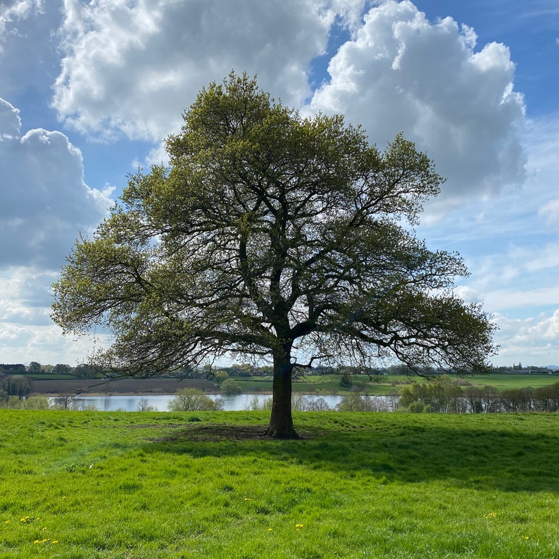 Single Oak Tree 4 Photo Set Four Seasons Lone Tree Photo Prints Wall ...