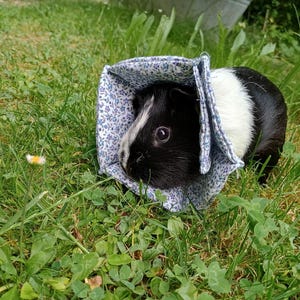 May include: A black and white guinea pig wearing a blue floral patterned fabric. The guinea pig is in a grassy area with green grass and clover. The fabric is wrapped around the guinea pig's neck.