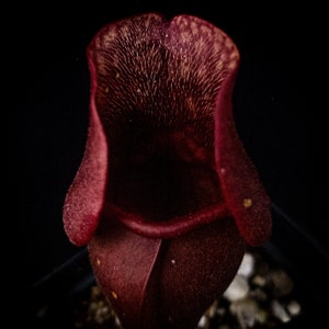 S. Venosa Red - Shipped with or without pot and soil, semi-bare root with leaves still attached - American Pitcher Plant