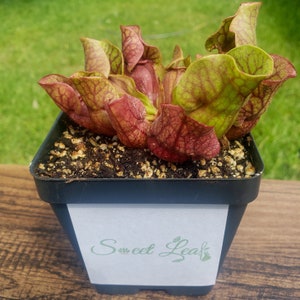 May include: A small black pot with red and green pitcher plants growing in it. The pot has a white label with the text "Sweet Leaf" on it.