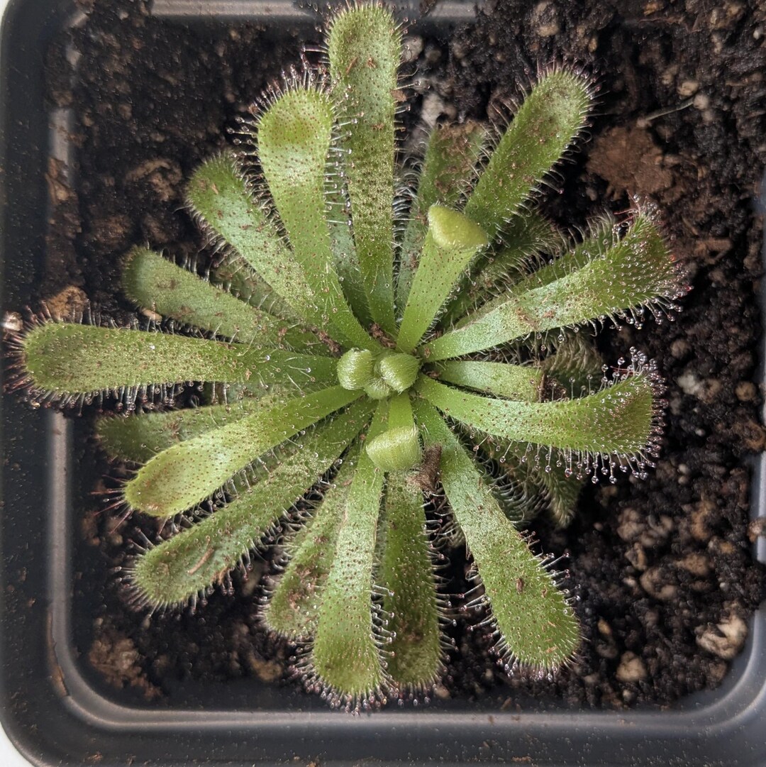 Sundew Roots D. Aliciae - Sundew - Alice Sundew - Fully Rooted POTTED Plant - Not ...