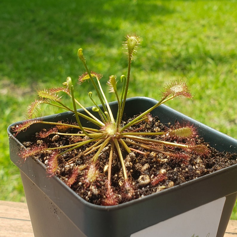 Sundew Roots D. Intermedia - Sundew - Oblong Leaved Sundew - Fully Rooted and POTTED ...
