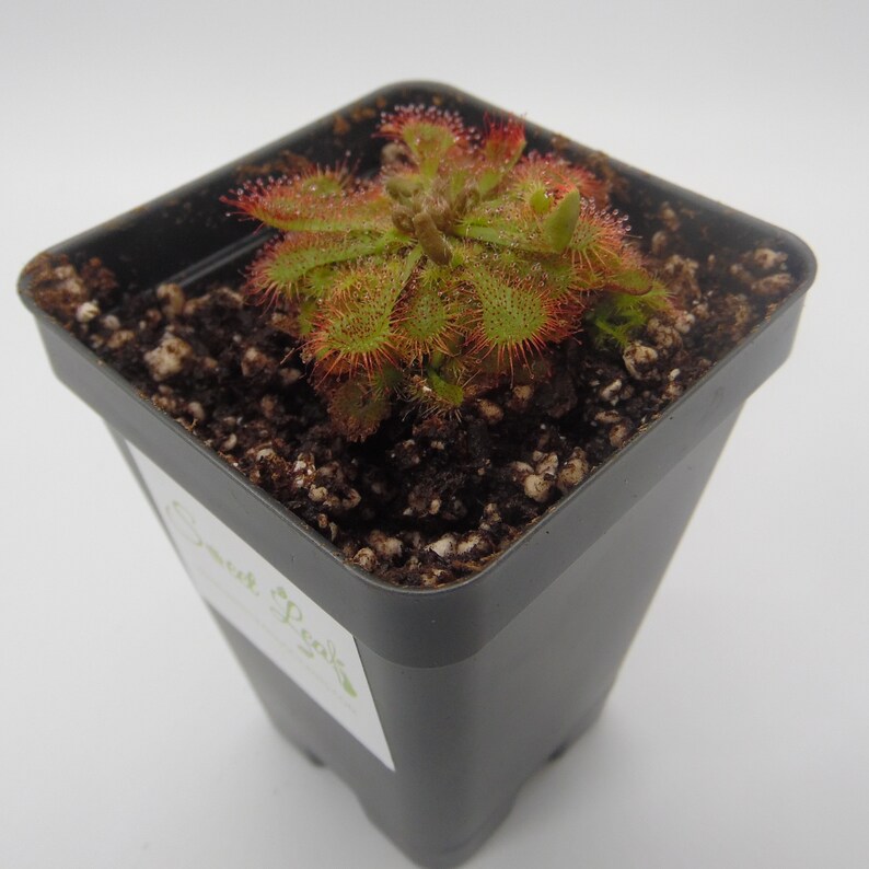 Drosera spatulata Sundew Spoon-leaved Sundew Fully | Etsy
