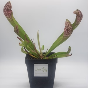 S. Scarlet Belle - Shipped with or without pot and soil, semi-bare root with leaves still attached - American Pitcher Plant