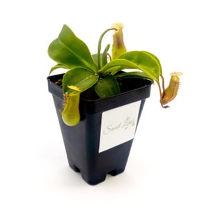 Small Size N. ventrata - Carnivorous Bug Eating Pitcher Plants - Live POTTED plant - NOT a cutting - NOT bare root