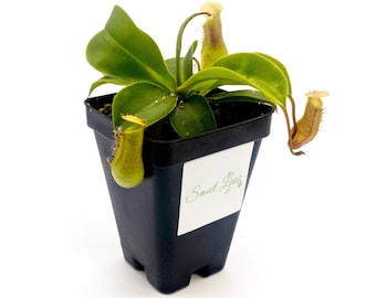 May include: A green pitcher plant with three yellow pitchers growing in a black plastic pot with a white label that says "Sweet Leaf".