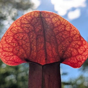May include: A close-up of a red pitcher plant with a delicate, veined texture. The plant is illuminated by sunlight, highlighting its intricate details.