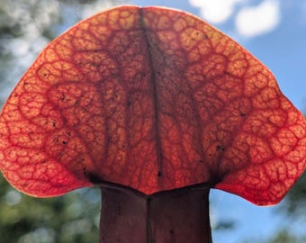 S. x catesbaei - 'Red' - Shipped with or without pot and soil, semi-bare root with leaves still attached - American Pitcher Plant