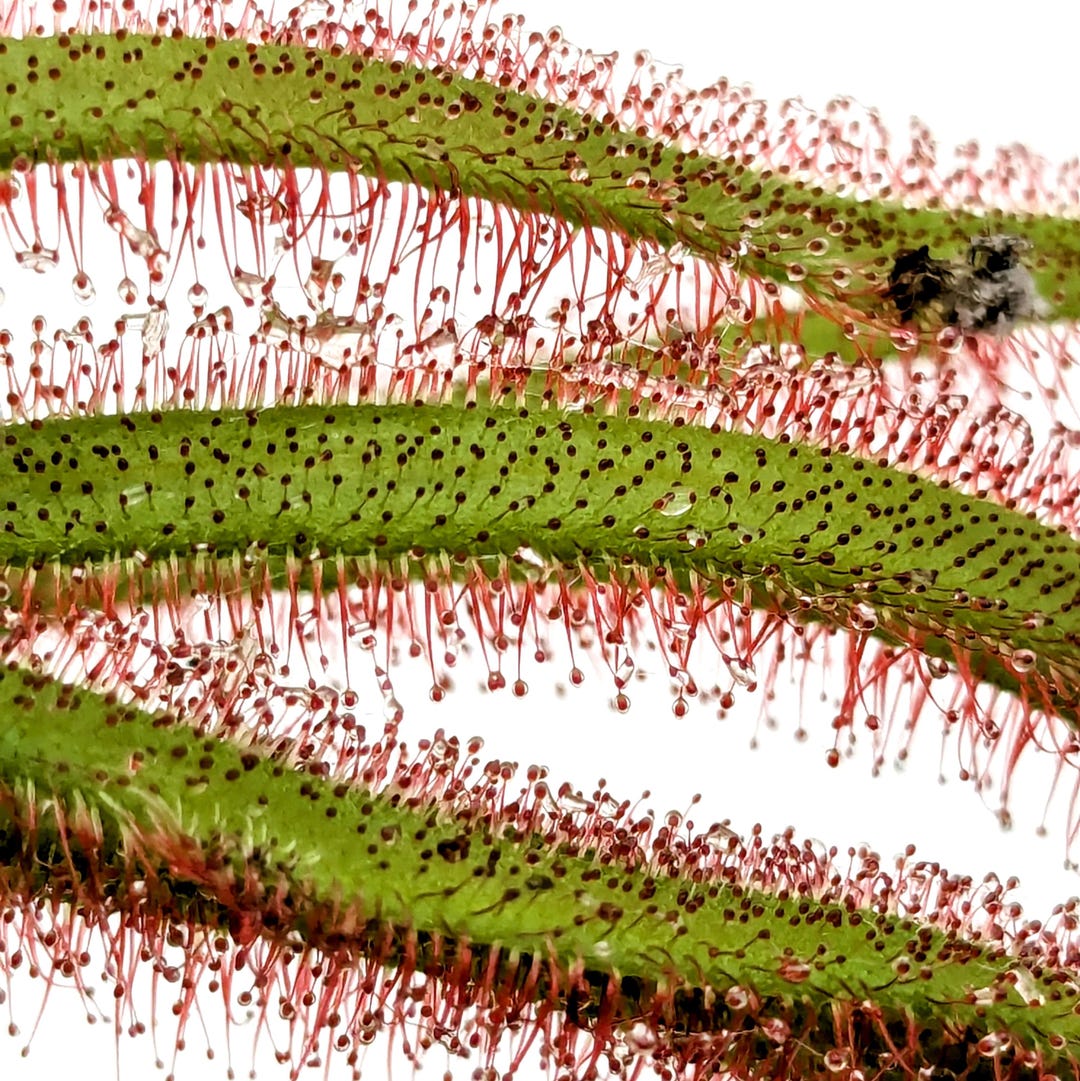 Sundew Roots Cape Sundew - 'dark Maroon' - Fully Rooted POTTED Plant - Not Bare Root ...
