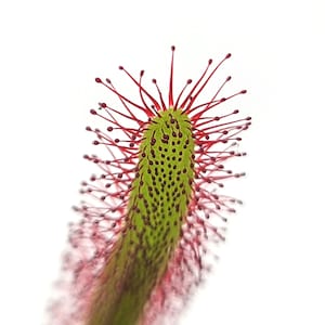 Cape Sundew - Fully rooted POTTED plant - Not Bare Root