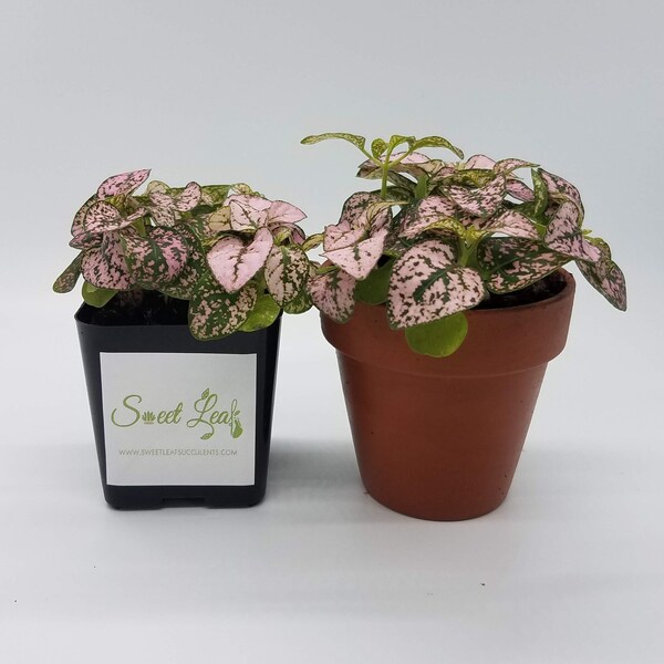 Pink Hypoestes phyllostachya - The Polka Dot Plant - Freckle Face Plant - Live POTTED 2" plant - NOT a cutting - NOT bare root