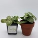 Mini White Fittonia albivenis verschaffeltii (Small 2') - Nerve Plant - Mosaic Plant - Live POTTED plant - NOT a cutting - NOT bare root 
