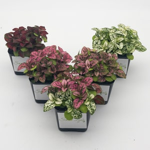 Five (5) Pack of Hypoestes Polka Dot Plants in Red, White, Pink, Rose and Mix - Fully Rooted POTTED Plants - FREE SHIPPING