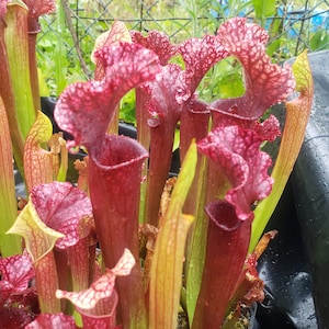 S. Judith Hindle - Shipped with or without pot and soil, semi-bare root with leaves still attached - American Pitcher Plant
