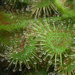 D. spatulata - Sundew - Spoon-leaved Sundew - Fully rooted POTTED plant - Not Bare Root