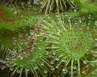 D. spatulata - Sundew - Spoon-leaved Sundew - Fully rooted POTTED plant - Not Bare Root