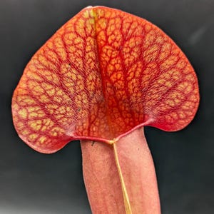 May include: A close-up of a red pitcher plant with a yellow and red patterned lid. The plant is a carnivorous plant that traps insects in its pitcher.