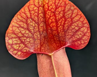 S. x catesbaei - 'Red' - Shipped with or without pot and soil, semi-bare root with leaves still attached - American Pitcher Plant